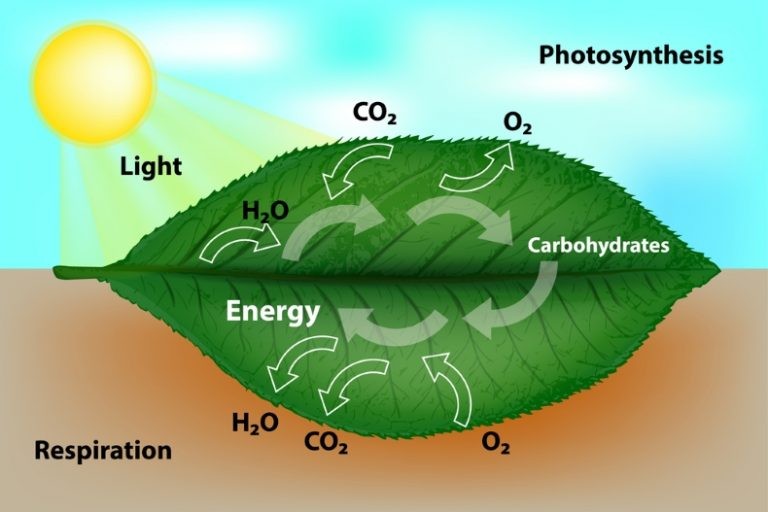 الكلوروفيل والطاقة تحتاج أكسيد إلى والأكسجين وصبغة والماء لتطلق الجلوكوز عملية الكربون ثاني عملية تستطيع