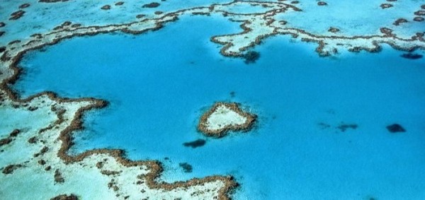 اهمية الشعب المرجانية وضرورة المحافظة عليها