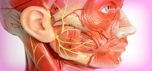 ما هو العصب السابع ما هو العصب السابع