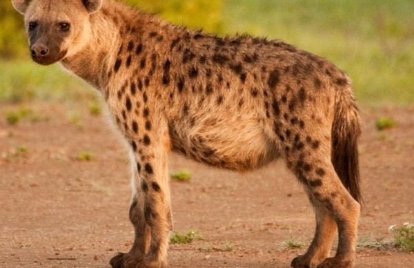 هل تعلم عن الضبع