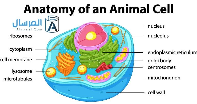 العضيات الموجودة في الخلية الحيوانية