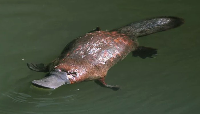 ما هو البلاتيبوس ما هو البلاتيبوس