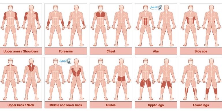 معلومات عن العضلات في جسم الإنسان معلومات عن العضلات في جسم الإنسان