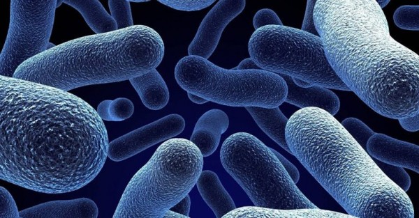 أنواع ديدان الأميبا واعراضها