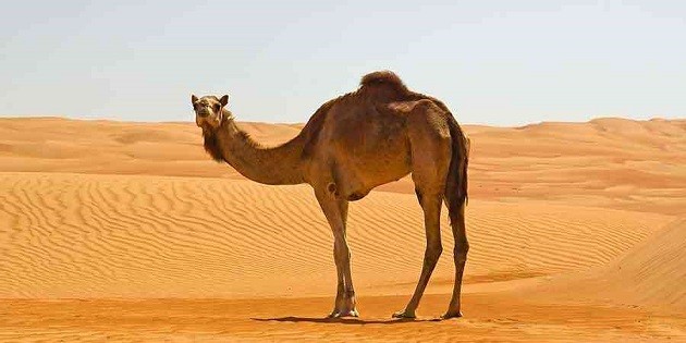 أنواع الإبل واسمائها أنواع الإبل واسمائها