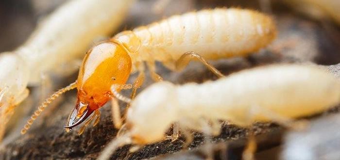 انواع النمل الابيض بالصور