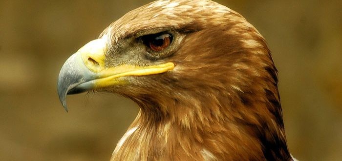 اسماء النسور وانواعها