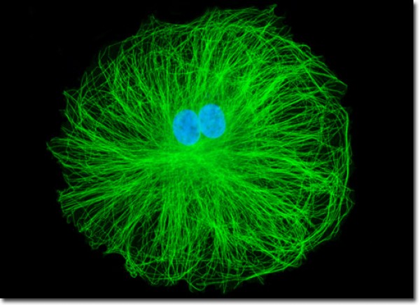ما هي البلورات السائلة