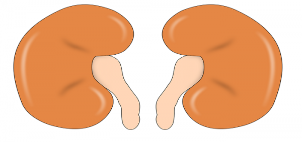 اسوأ الاطعمة للكلى