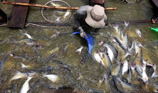 صناعة السمك وتأثيرها على البيئة صناعة السمك وتأثيرها على البيئة