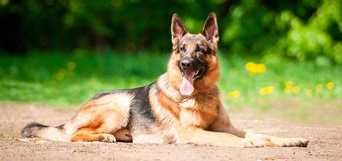 طريقة تدريب الكلاب البوليسية