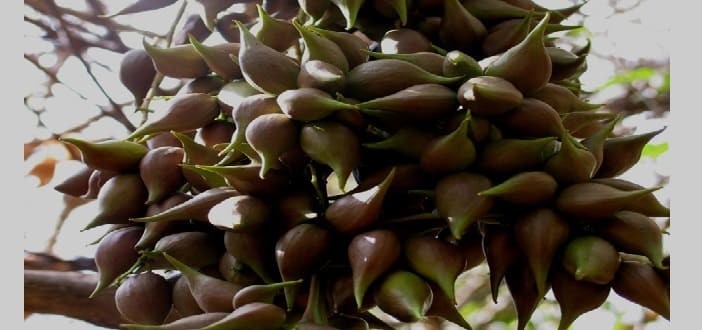 الفرق بين الصبر والمر الفرق بين الصبر والمر