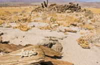 ماذا يسمى الاختباء في البيئه ماذا يسمى الاختباء في البيئه
