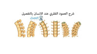شرح العمود الفقري عند الانسان بالتفصيل شرح العمود الفقري عند الانسان بالتفصيل