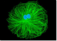ما هي البلورات السائلة ما هي البلورات السائلة