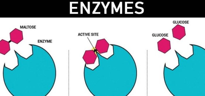 خصائص الإنزيمات