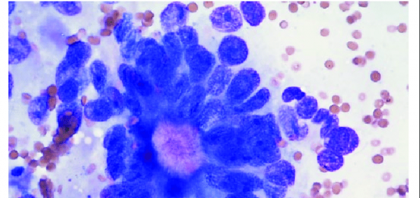 ما هو علم السيتولوجيا