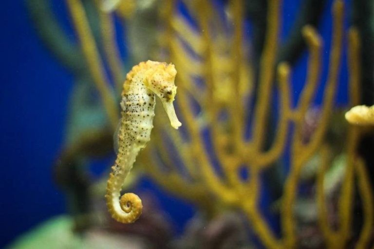 معلومات عن حصان البحر