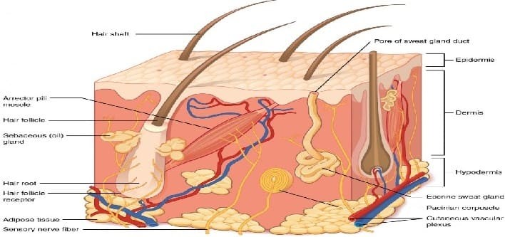 ماهي طبقات الجلد ماهي طبقات الجلد