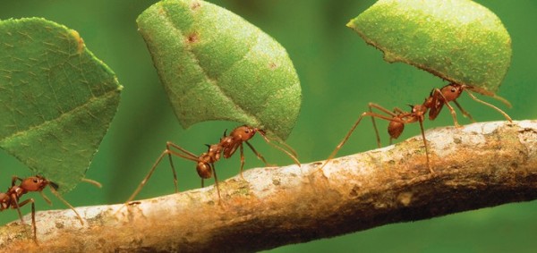 لماذا لا تنبت البذور التي يجمعها النمل