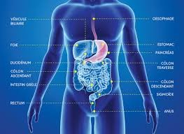 أعضاء يمكن العيش بدونها