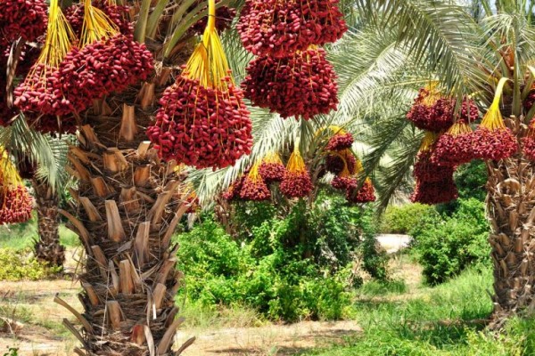 طريقة تحويل البلح إلى رطب
