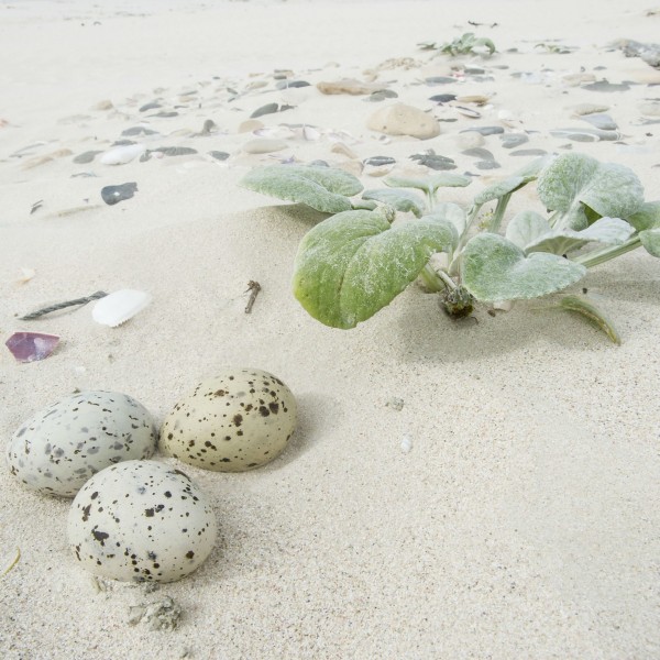 أنواع أعشاش الطيور وفق طبيعتها