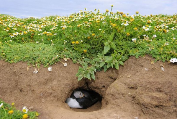 أنواع أعشاش الطيور وفق طبيعتها