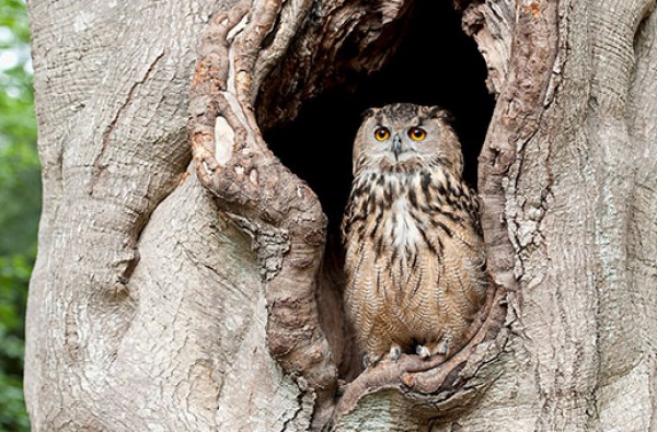 أنواع أعشاش الطيور وفق طبيعتها