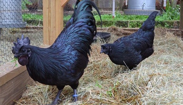 معلومات عن الدجاج الأسود معلومات عن الدجاج الأسود
