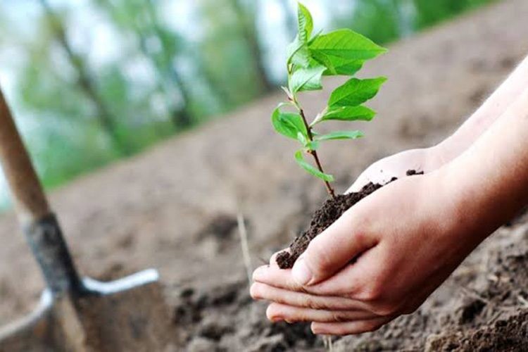 التكيف مع تغير المناخ في النباتات التكيف مع تغير المناخ في النباتات