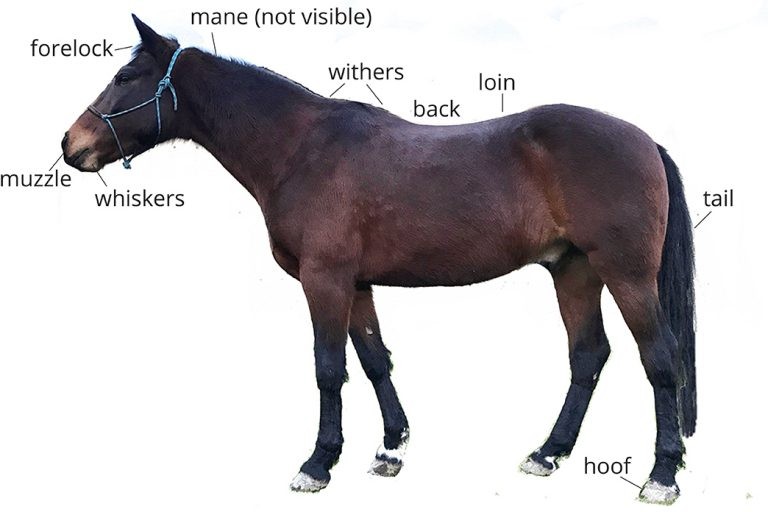 اجزاء جسم الحصان بالتفصيل