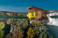 ما هو تحمض المحيطات