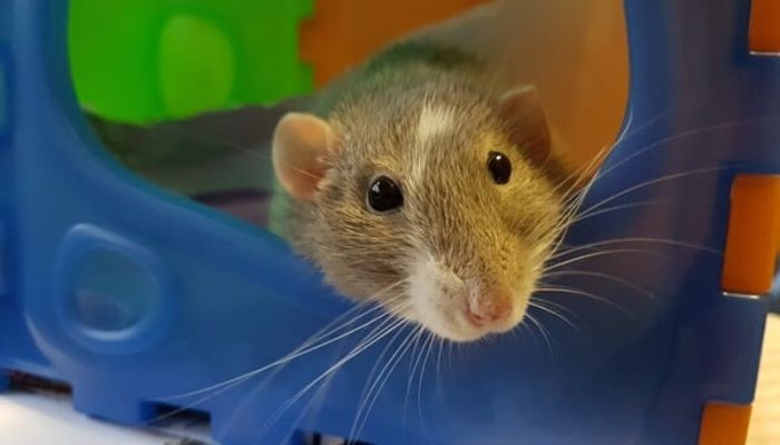 الفرق بين الجرذ والفأر الفرق بين الجرذ والفأر