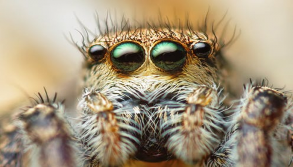لماذا تمتلك العناكب عيون كثيرة