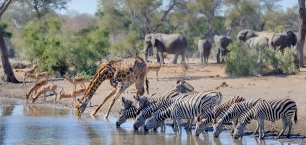 احتياجات الكائنات الحية احتياجات الكائنات الحية