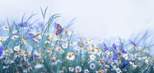 الفرق بين الكائنات الحية وغير الحية