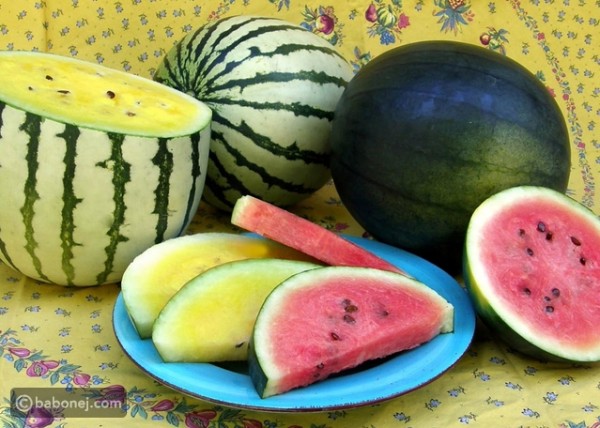 أنواع البطيخ ونصائح عند شراء البطيخ الأحمر