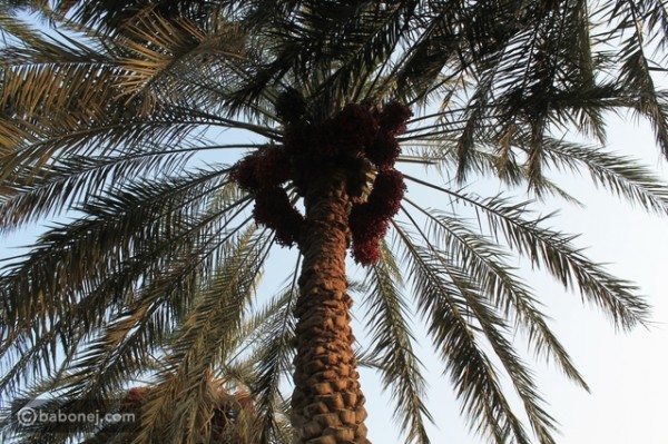 فوائد جذور النخيل الصحية والجمالية