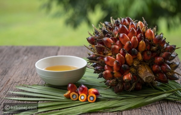 فوائد زيت النخيل واستخداماته المتنوعة