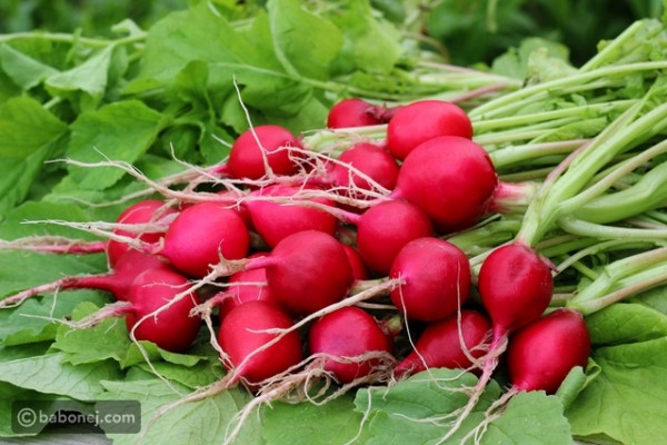 فوائد الفجل بمختلف أنواعه