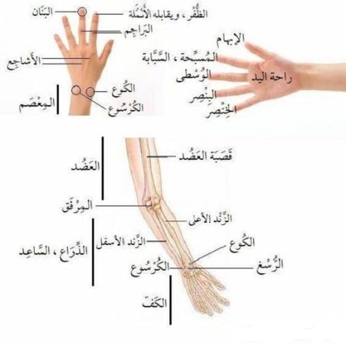 ما هو الفرق بين الكوع والبوع