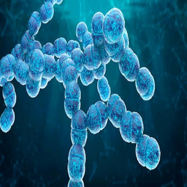 البكتيريا الهوائية