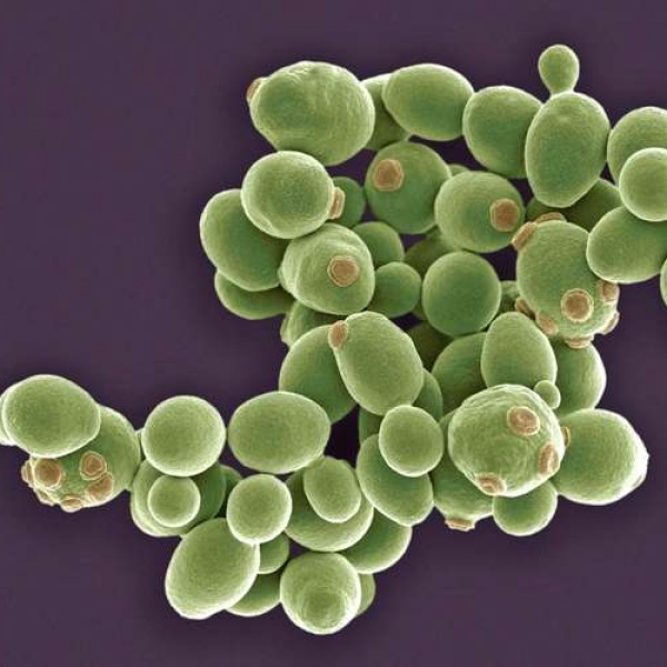 ما هي الخمائر وما هو دورها في جسم الإنسان