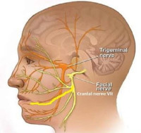 العصب الخامس والعصب السابع