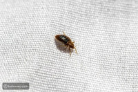 كيف تتخلص من بق الفراش؟ كيف تتخلص من بق الفراش؟