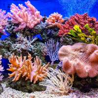 تغذية الشعاب المرجانية تغذية الشعاب المرجانية