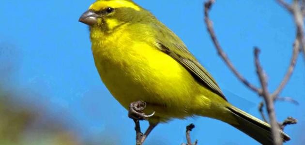 الفرق بين ذكر وأنثى الكناري