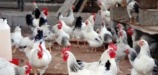 مواصفات الدجاج الجيد