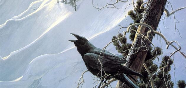 ماذا نسمي صوت الغراب